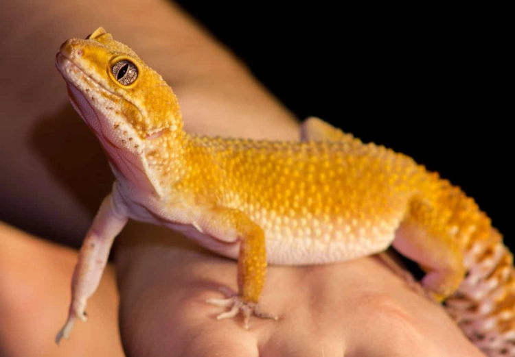 leopard gecko care mistakes