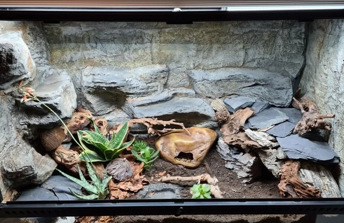 leopard gecko heat lamp 24/7