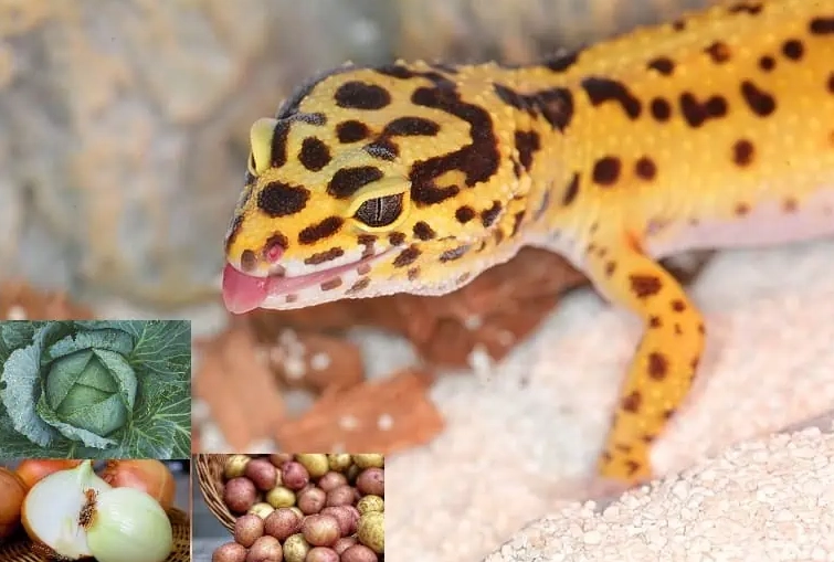 leopard gecko vegetable diet