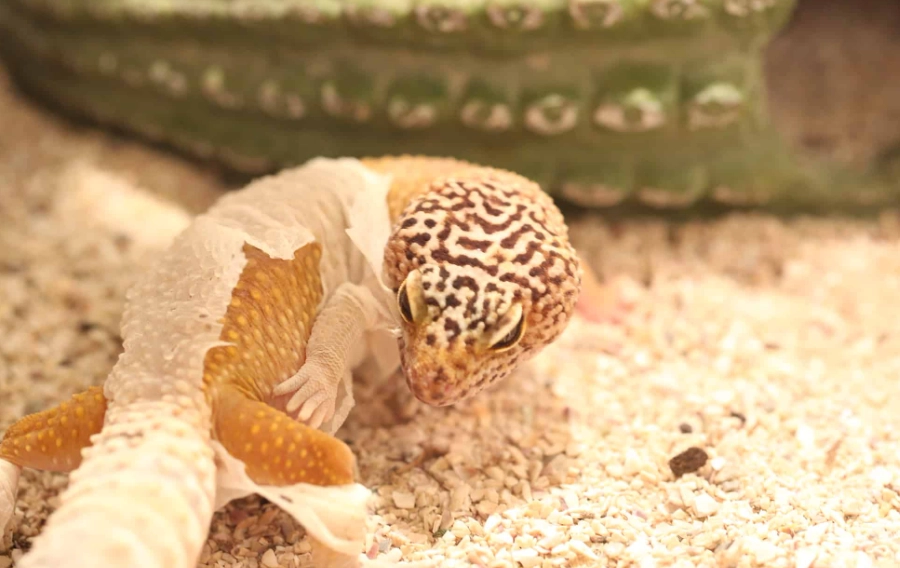 leopard gecko lifespan