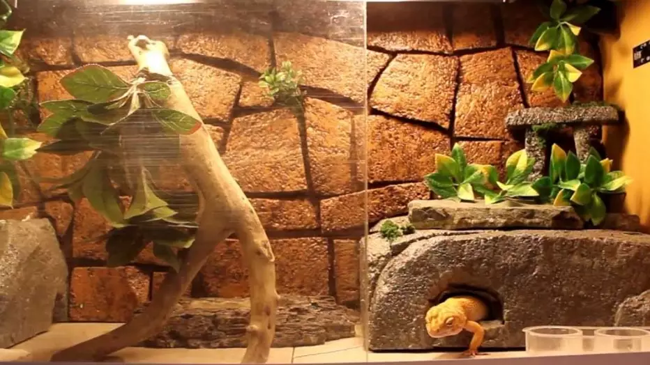 leopard gecko heating schedule