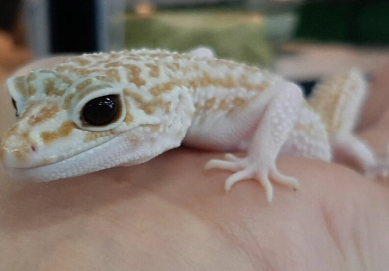 albino leopard gecko genetics