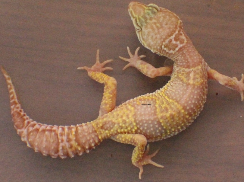 albino leopard gecko care