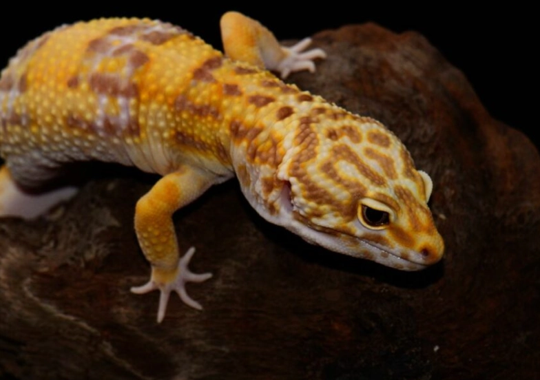 albino leopard gecko care
