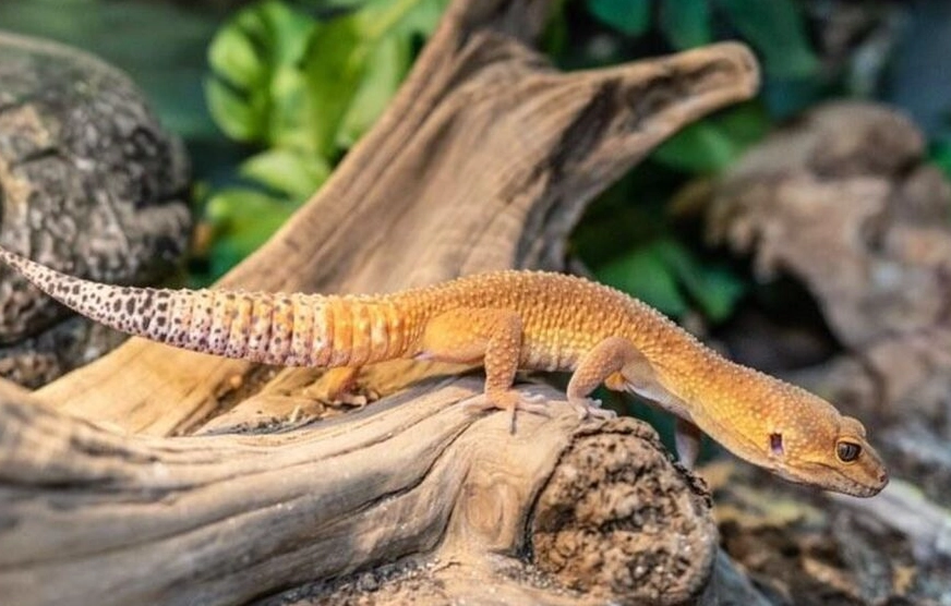 leopard gecko care mistakes