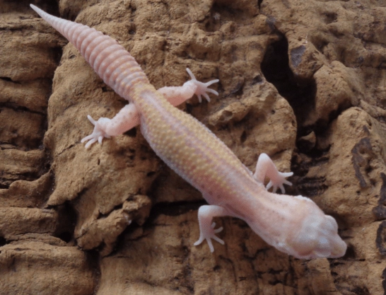 albino leopard gecko health
