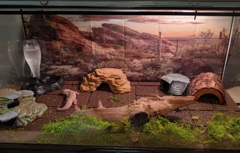 leopard gecko heating schedule