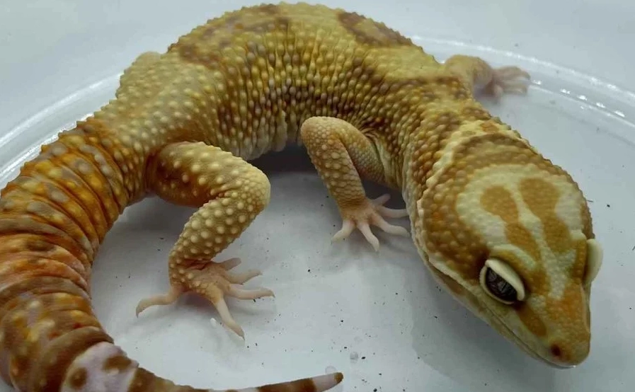albino leopard gecko sensitivity