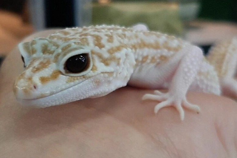 albino leopard gecko health