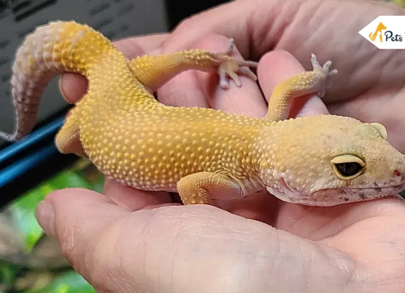 baby leopard gecko care baby leopard gecko care