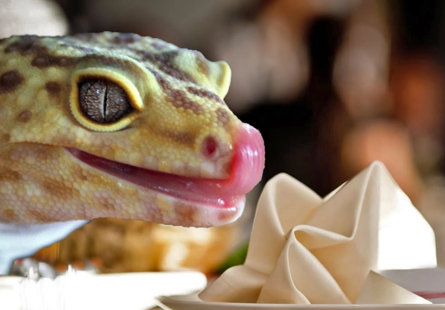 feeding baby leopard geckos