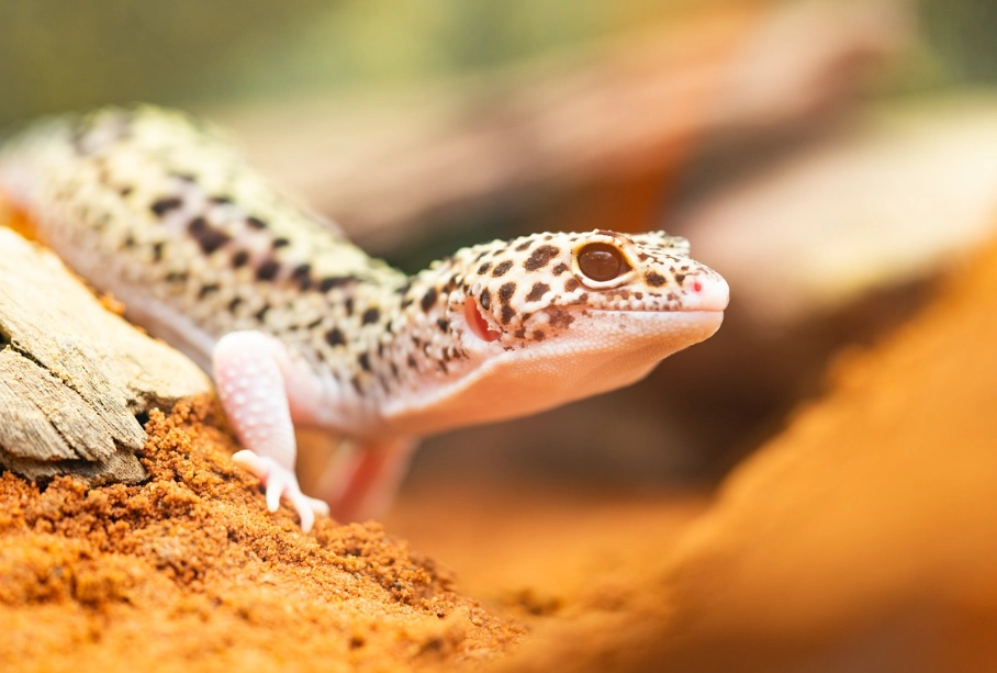 leopard gecko heat lamp leopard gecko heat lamp