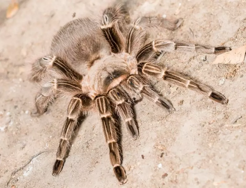 Poecilotheria metallica care