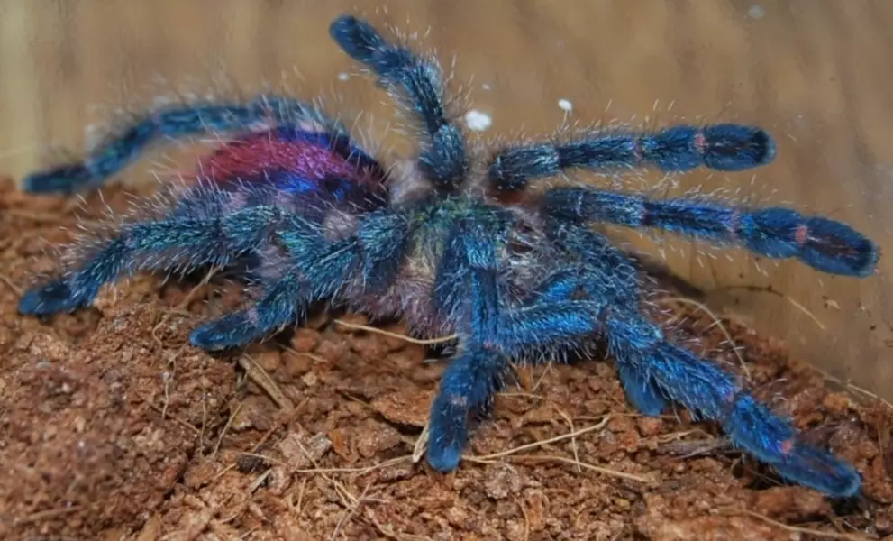 pet tarantula types
