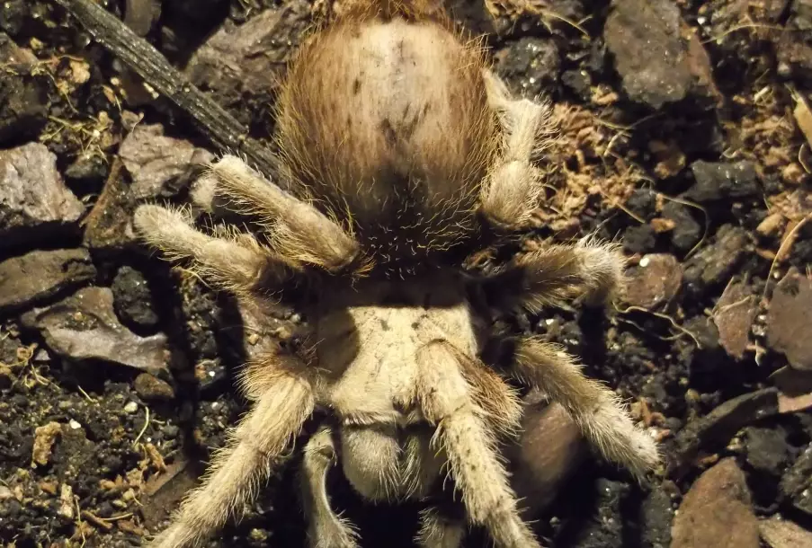 docile tarantula species