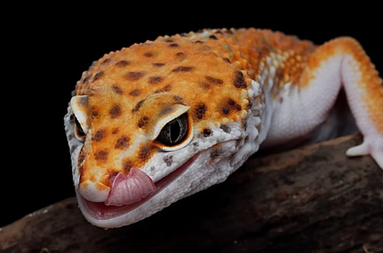 leopard gecko diet plan