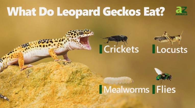 leopard gecko feeding frequency