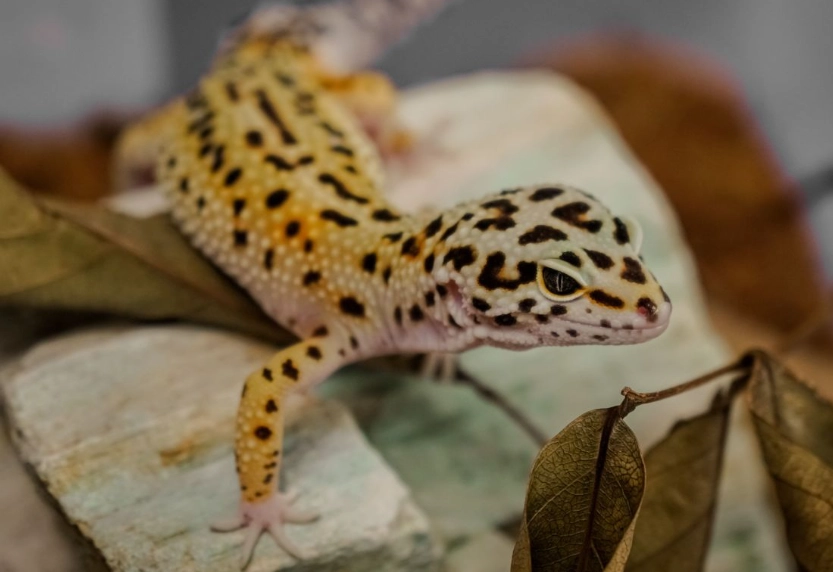 how to care for a baby leopard gecko