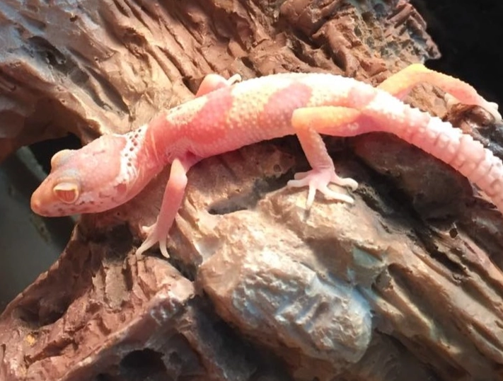 baby leopard gecko care sheet