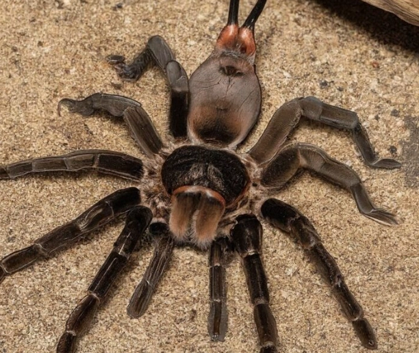 handling dangerous tarantulas