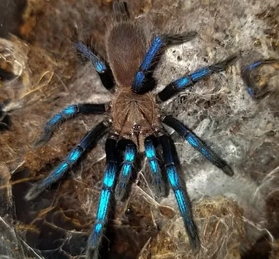 uncommon pet tarantulas