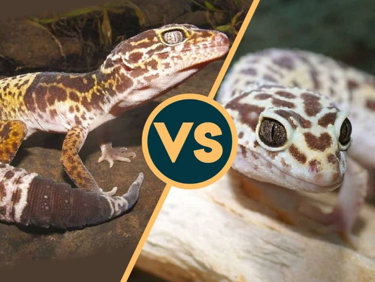 Leopard gecko morphs comparison Leopard gecko morphs comparison
