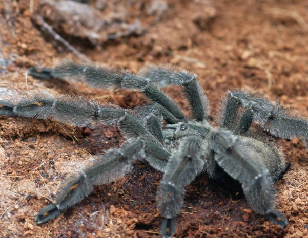 tarantula species