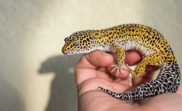 leopard gecko lifespan