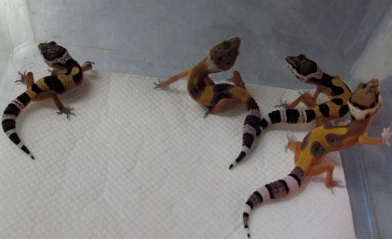 baby leopard gecko care