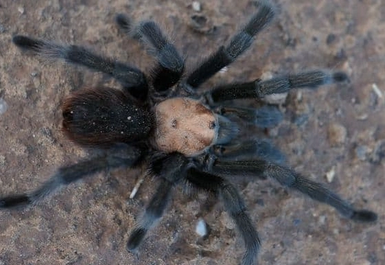 tarantula diversity