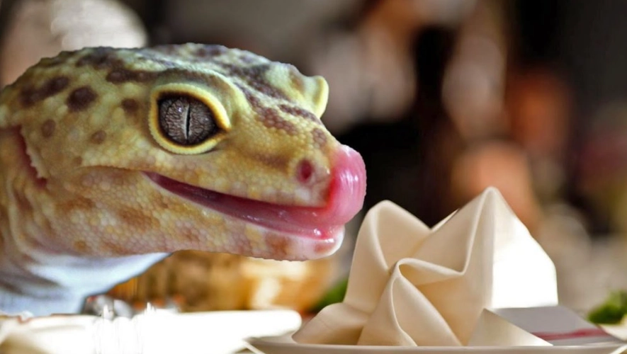 how much to feed a leopard gecko