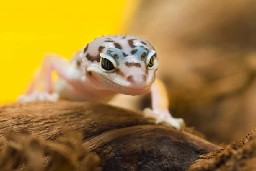 leopard gecko hatchling care