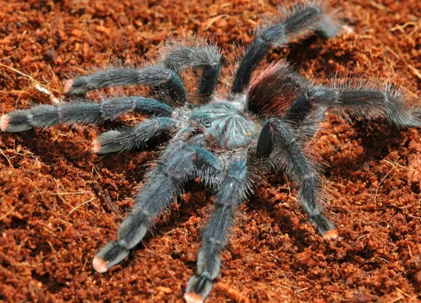 pet tarantula types