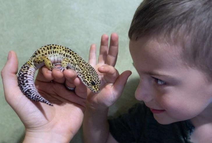how to care for a baby leopard gecko