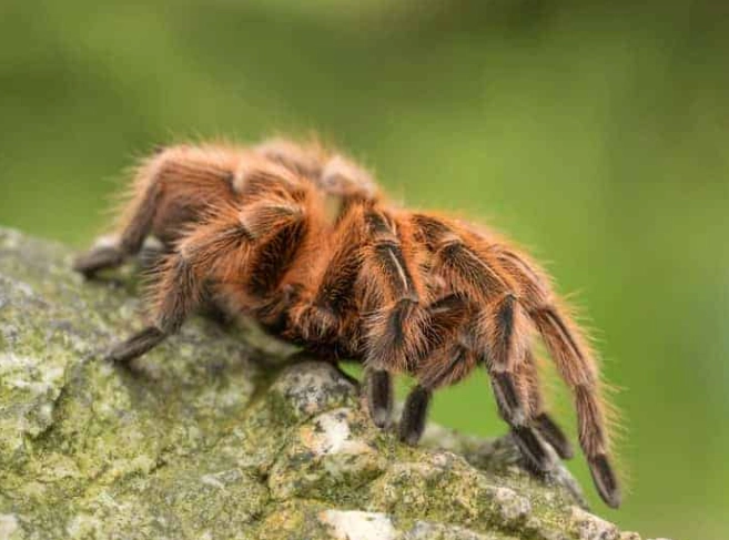ground dwelling tarantulas