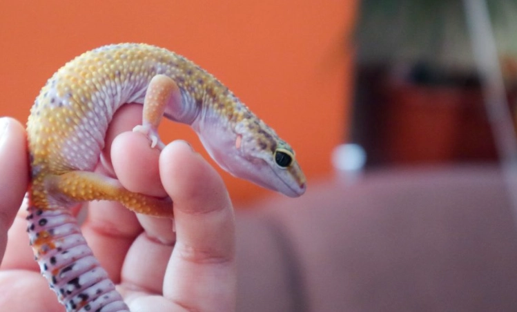 leopard gecko nighttime temperature leopard gecko nighttime temperature