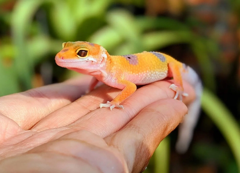 baby leopard gecko care sheet
