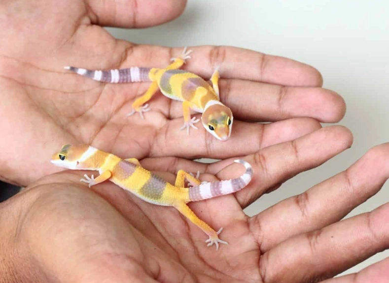 adult leopard gecko size