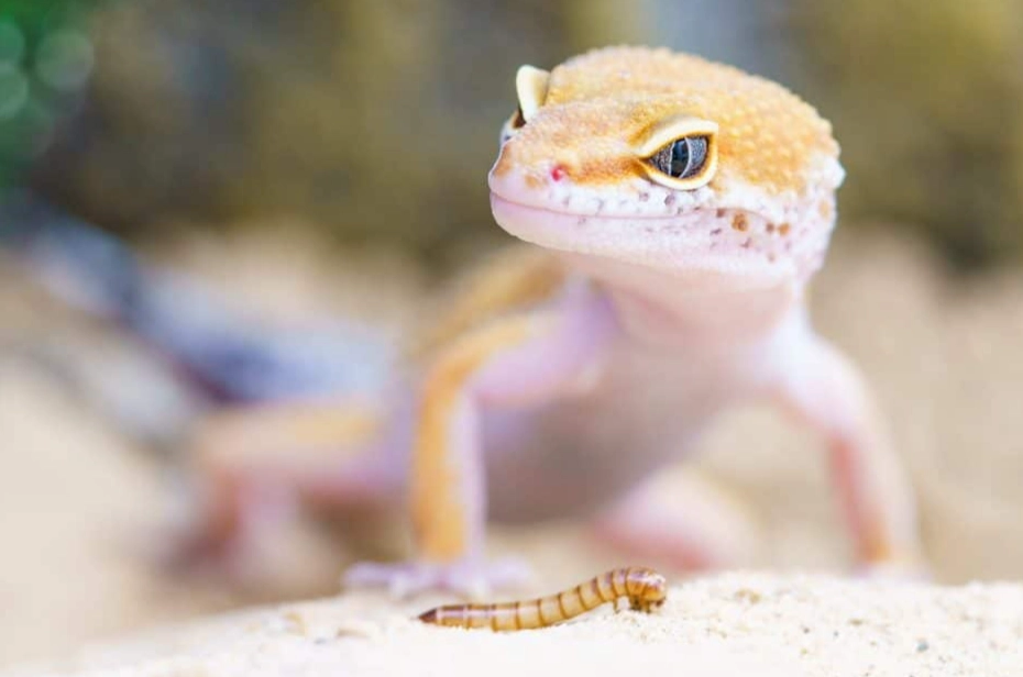 leopard gecko feeding chart