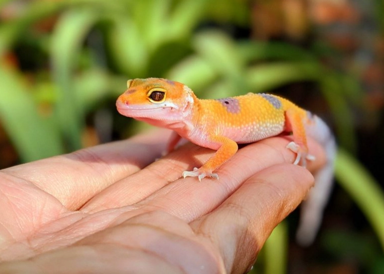 baby leopard gecko care