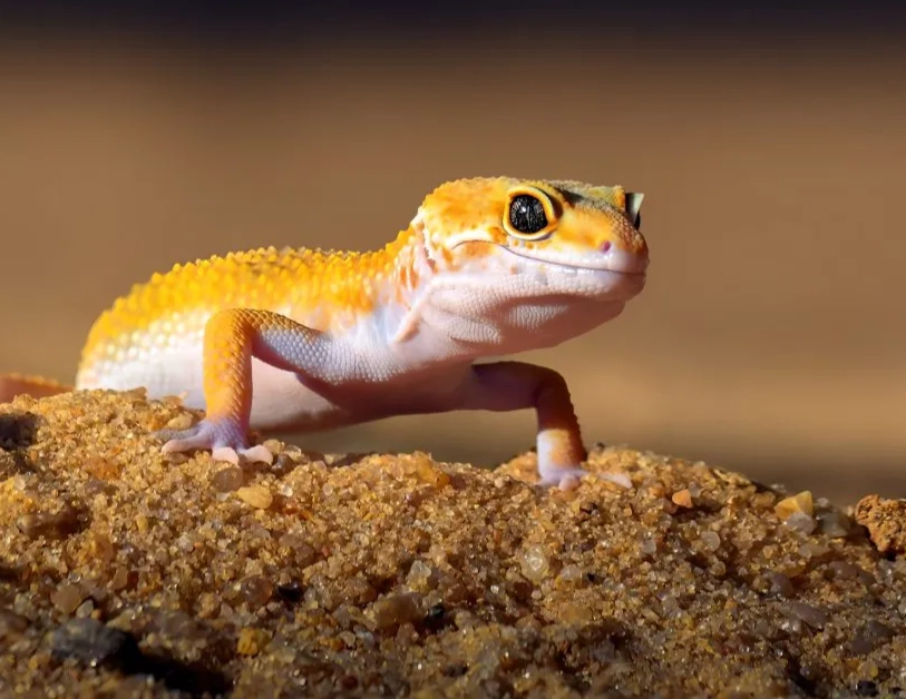 leopard gecko setup for beginners