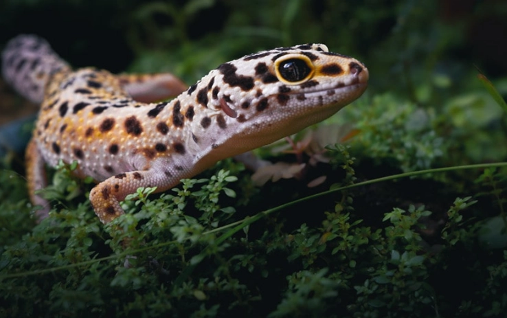 how long do leopard geckos live how long do leopard geckos live