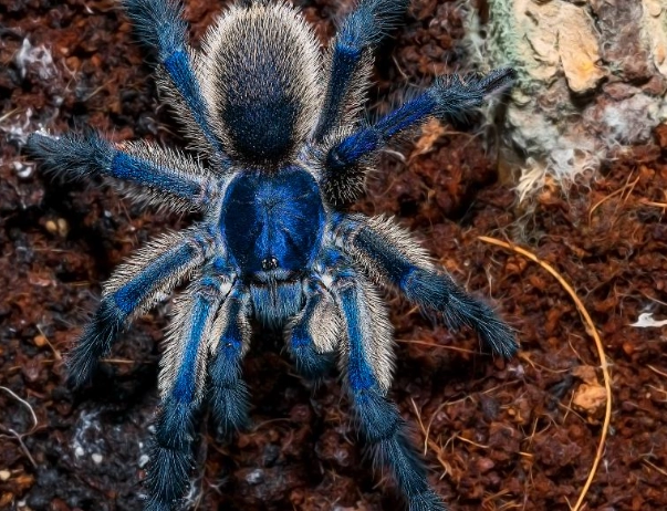 tarantula for sale