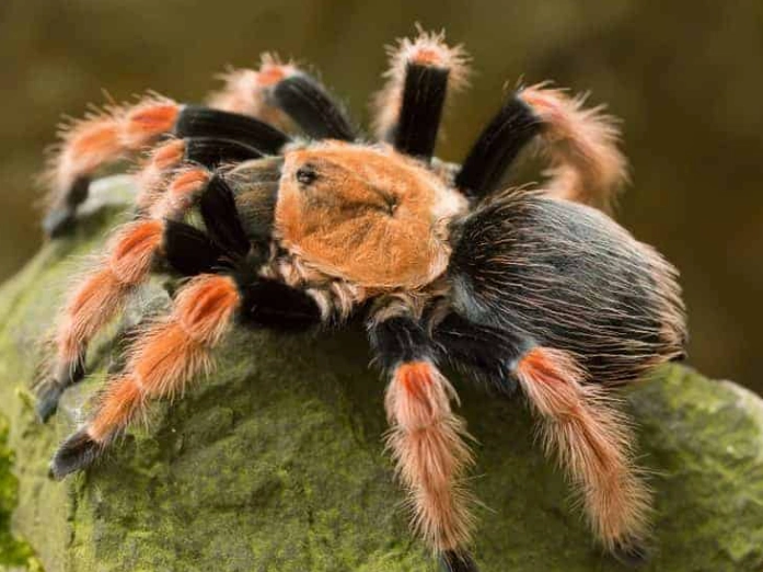 new world tarantula