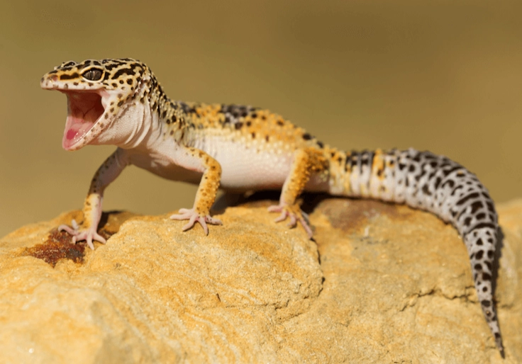 leopard gecko diet