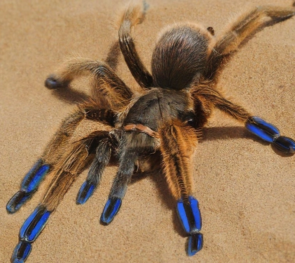 aggressive tarantula species