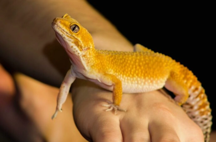 leopard gecko heat lamp leopard gecko heat lamp