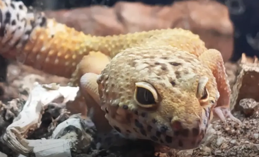 how long can a leopard gecko live without food