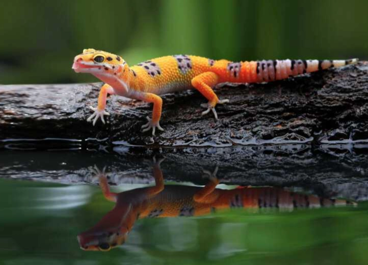 leopard gecko not eating