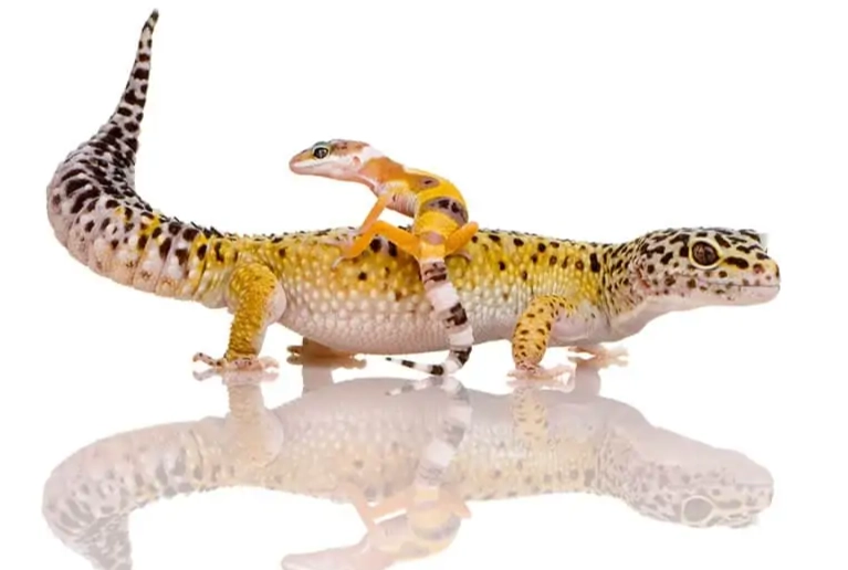 leopard gecko hatchling care